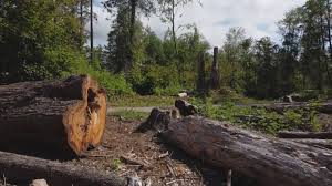 Best Tree Removal  in Walthourville, GA