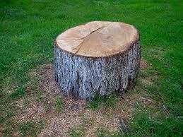 Best Tree Mulching  in Walthourville, GA