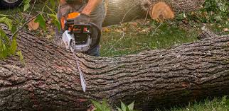 Walthourville, GA Tree Removal Pros