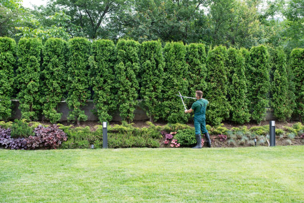 How Our Tree Care Process Works  in  Walthourville, GA