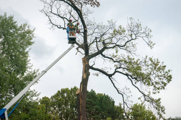 Walthourville, GA Tree Removal Company